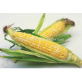 CO04 Gantian no.3 early maturity op yellow sweet corn seeds for sale